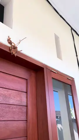 READY KOST  Jl. Tukad Bilok No.20 A, Renon, Denpasar Selatan, Kota Denpasar, Bali 80239 Untuk Sewa Bulanan yg GK pakai AC  1,000.000 FASILITAS -KASUR -LEMARI -KIPAS ANGIN -KAMAR MANDI DI DLM -DAPUR UMUM  -AIR LISTRIK UDAH INCLUDE DARI KAMI -FREE LISTRIK -FREE WIFI -CCTV 24JAM -SECURITY ONTIME 24JAM Untuk Sewa Bulanan yg pakai AC  1,500.000 FASILITAS -TV -KULKAS -KASUR -AC -LEMARI -KAMAR MANDI DI DLM - DAPUR UMUM -AIR LISTRIK UDAH INCLUDE DARI KAMI -FREE LISTRIK -FREE WIFI -CCTV 24JAM -SECURITY ONTIME 24JAM #kostdenpasar #infokost #infokostdenpasar #kost #kostdenpasarbali 