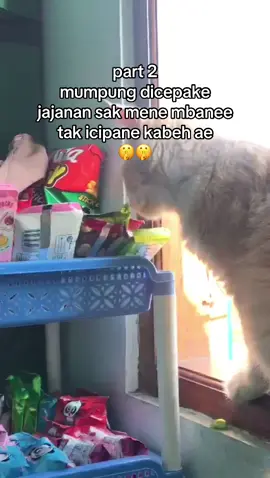 🫩 kabeh bolong njuk disemuti #fypシ゚ #kucing #fyp #fyppppppppppppppppppppppp #cat 