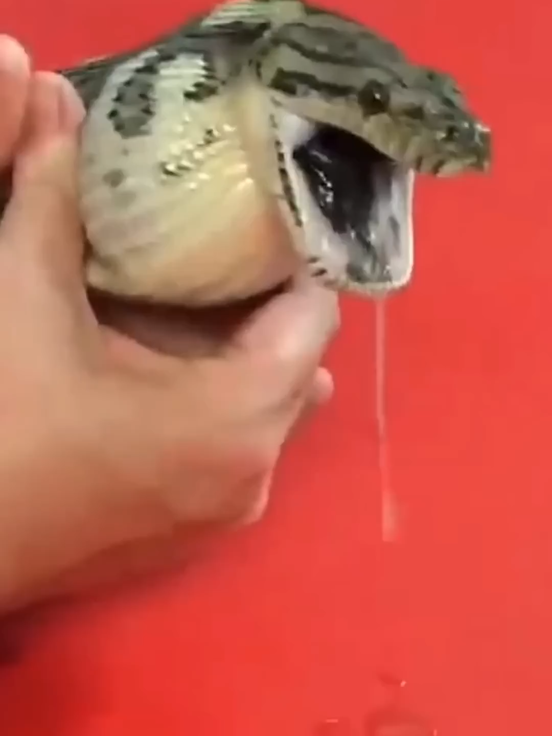 This snakes bite is insane 😳 #storytelling #animalsoftiktok #animalrescue #snake