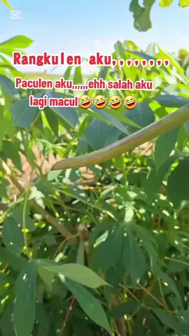 #ireng yo ben pntng isine putih🤣🤣🤣🤣🤣