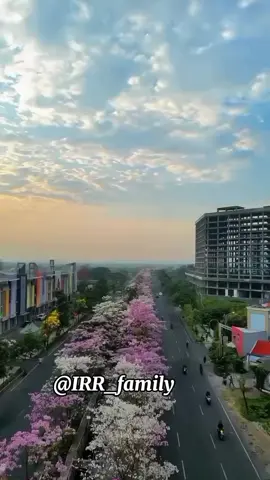 #tabebuya #merr #surabaya #viral #fyp 