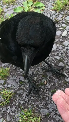 #fy #fyp #crow #rescuebird #trend 