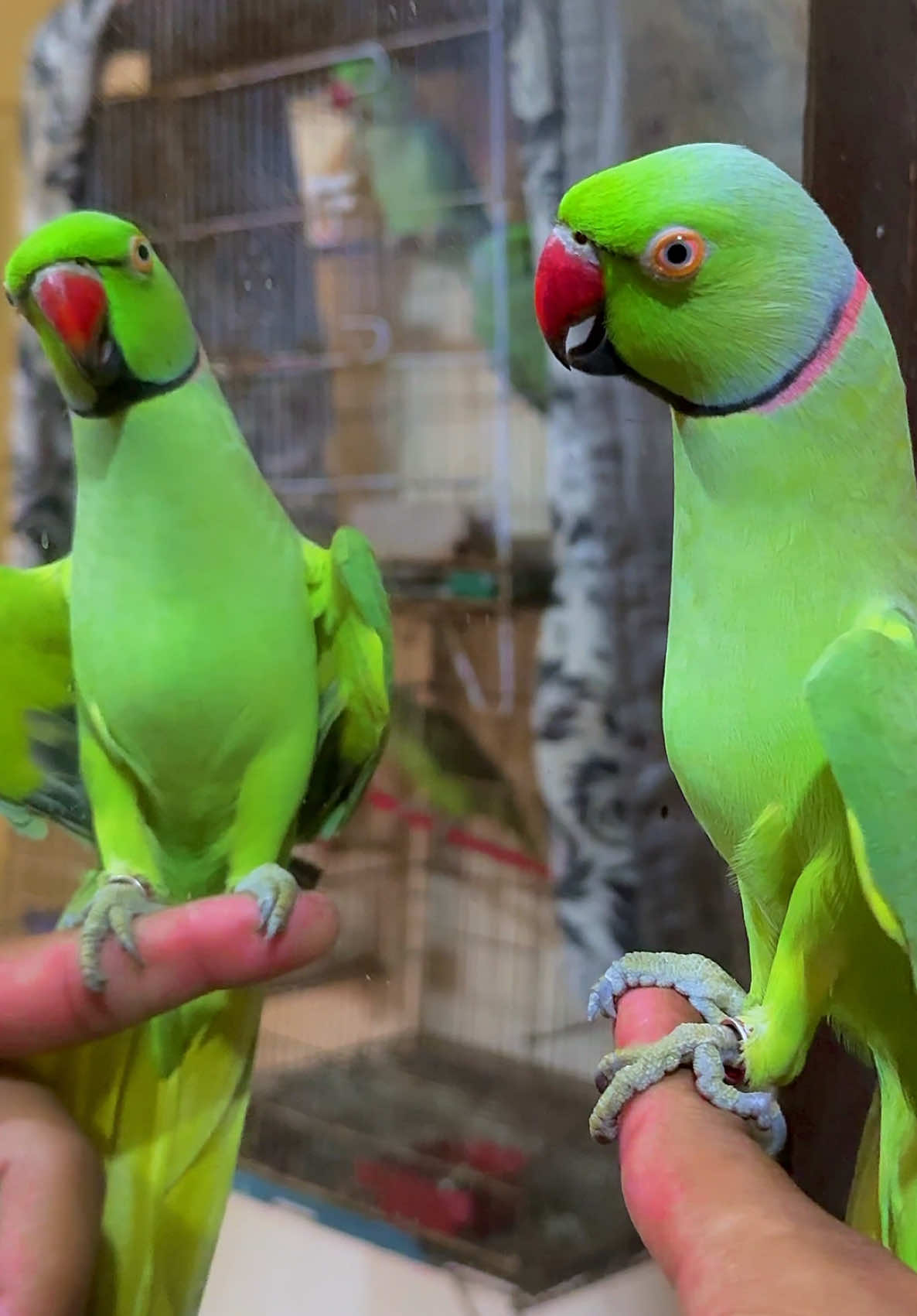 Parrot Talking Mithu Bete 🦜 #parrottalking #indianringneckparrot #creatorsearchinsights #foryoupageofficiall #1millionviews 
