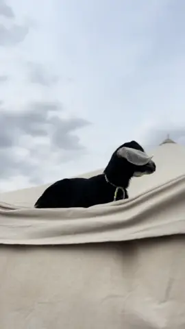 #fypシ゚ #تصويري📸 #عـ👩🏻‍🌾 