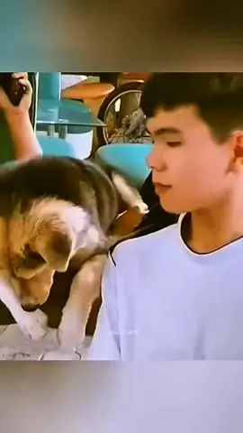 Funny animals 😂😂  #pet #cat #dog #cute #animals #foryou #typ