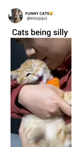 Cats being silly  #S7ra
