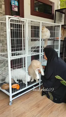 Punyak kucing Banyak rumah jadi bau?  Ini Solusinya, atasi bau tidak sedap pakai #odorshield #protema #penghilangbau #kucingfatih69 #catlover 