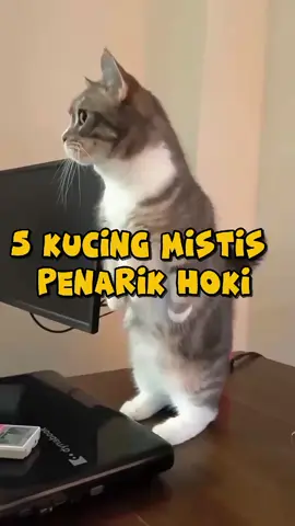 5 kucing mistis penarik hoki😱🐈 #fyppppppppppppppppppppppp 