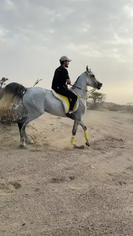 رهاوييي 🔥🔥🔥 #اكسبلور #اكسبلورexplore #ترند #الفيصل #ابها #فروسية 