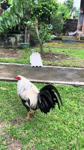 Ayam Sweater Grey #ayam #ayampilipina🇵🇭 #peternakayam #peternakmuda #fyp 