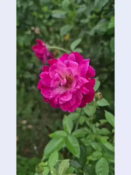 “অপূর্ণতা কখনো কখনো পূর্ণতার চেয়ে বেশিই ব্যথা দেয়।” #bdtiktokofficial #keşfetteyizzz #olimpiadas #foryoupage #মেনশন_করুন_আপনার_প্রিয়_মানুষকে❣️😊 