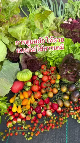 เชฟกะปอมพามาดู การดูแลผักให้สวยแบบไม่ใช้สารเคมี  #ห้อครัวtiktok #tiktokuni #Tiktokพากิน #กะปอม #เชฟกะปอม 