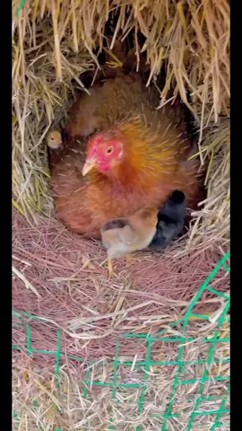 #hen #farmlife #chick3n #lovelyanimals #birds 