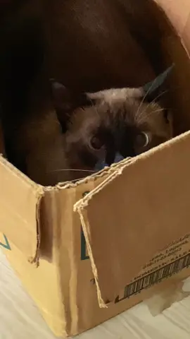 HAHAHAHAHAHAHAHAHAHAHA #catsoftiktok #siamesecat #cat #fyp #pet 
