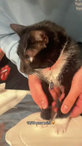Cute cat paws #cat #cutecat #pet #foryou #funny 