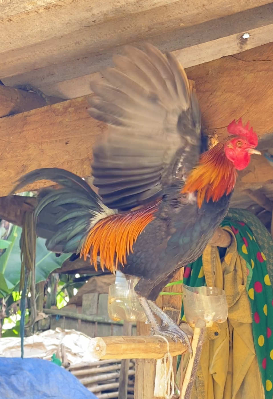 Mini siêu cánh ai kết  i b n h é #quangdunggarungvn #quangdunggarung97bk 