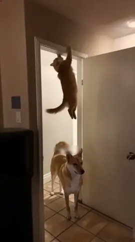 Sneaky Cat hiding from the dog #fyp #Animals #funnyvideos #viral #trending 