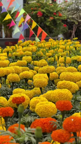 Tết là không thể thiếu hoa vạn thọ. Còn hơn 2 tháng nữa vào vụ hoa Tết rồi. #tet #tet2026 #caytet #tetbinhngo #hatgiongvantho