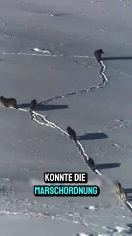 Dieses Wolfsrudel ist genial