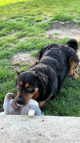 #Macika #legszebb #lusti #imadom #akkorkaptaacsacsit 🫏🐻❤️ 🫶🏻