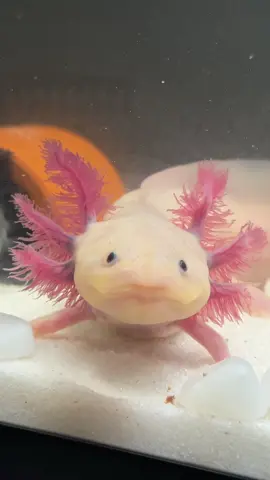 พามายองเนสมาอวดพู่และกินโชว์ค่า 💕 #8xotic #axolotl #หมาน้ํา #สัตว์เลี้ยงtiktok #เลี้ยงสัตว์แปลก 