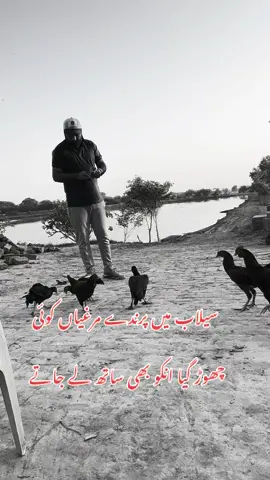 سیلاب میں لوگوں نے اپنی جان بچا لی پرندے چھوڑ گیا  #prindey #murgi #fyp #flood #selab 