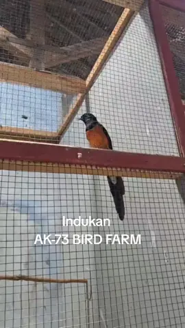 I fell good.....🤠🕺💃 #muraibatuindonesia  #salamkicaumania  #muraibatuekorpanjang  #muraibatumania 