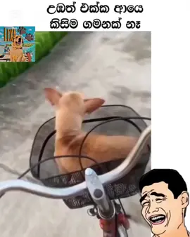 Tomy Tomy 😂😂 #funny #funnyvideos #sinhala #athal #trending 