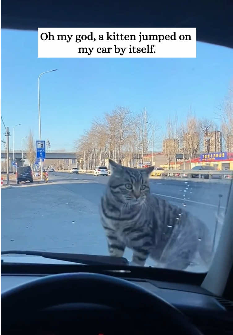 Omg,a little kitten jumped on my car by itself and then…#rescue #animals #fyp #kitten #cat #kittycat 