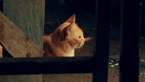 “Cine Lut’’ Cine LUT is here 🎬✨ Transform your videos into pure cinema vibes. 👉 Grab it now – check my bio ✅ #colorgrading #blackmagic #cinematic #shotoniphone #filmmaking  