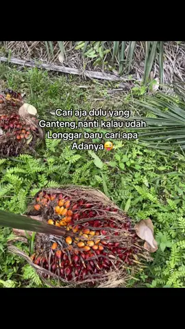 🙏🏻 #katakata #katakbhizer #lewatberanda #kulisawit #sawitsumatra 