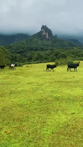 Bale Mountains National Park, located in southeastern Ethiopia, is a protected area known for its stunning alpine scenery, unique wildlife like the Ethiopian wolf, and diverse ecosystems ranging from lush forests to high-altitude plateaus. #creatorsearchinsight  #travel #CapCut #ethiopian_tik_tok🇪🇹🇪🇹🇪🇹🇪🇹 #viral 