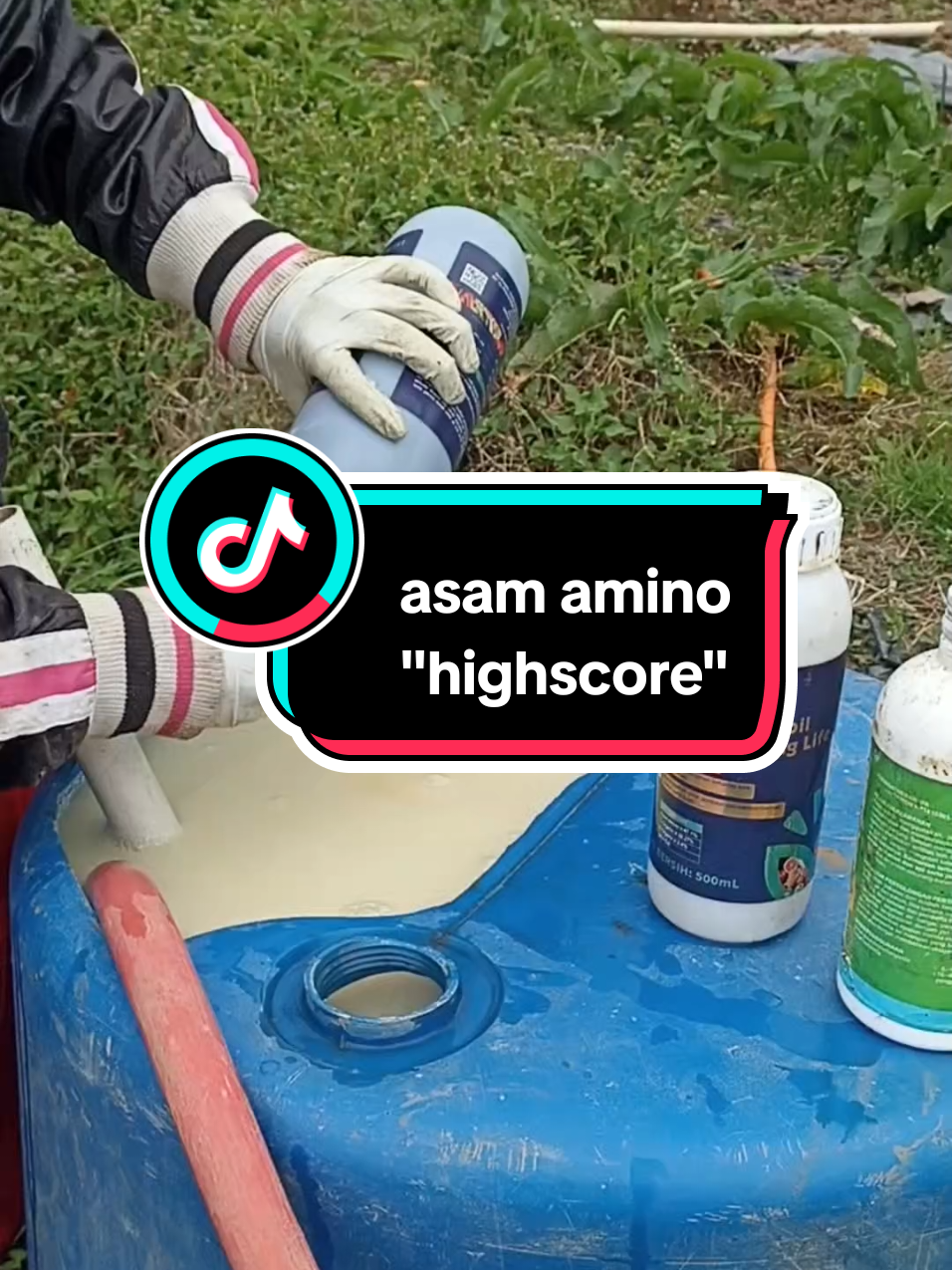 asam amino 47,1% dan C-organik 32,27%, tanaman cepat pulih karena stress cuaca.daun lebih hijau, dan tanaman lebih tahan cuaca ekstrem. Cukup 1 ml per liter air, bisa semprot atau kocor #asamanino  #asamaminotanaman  #asamaminokonsentrasitinggi  #asamaminoimpor  #asamaminohighscore 