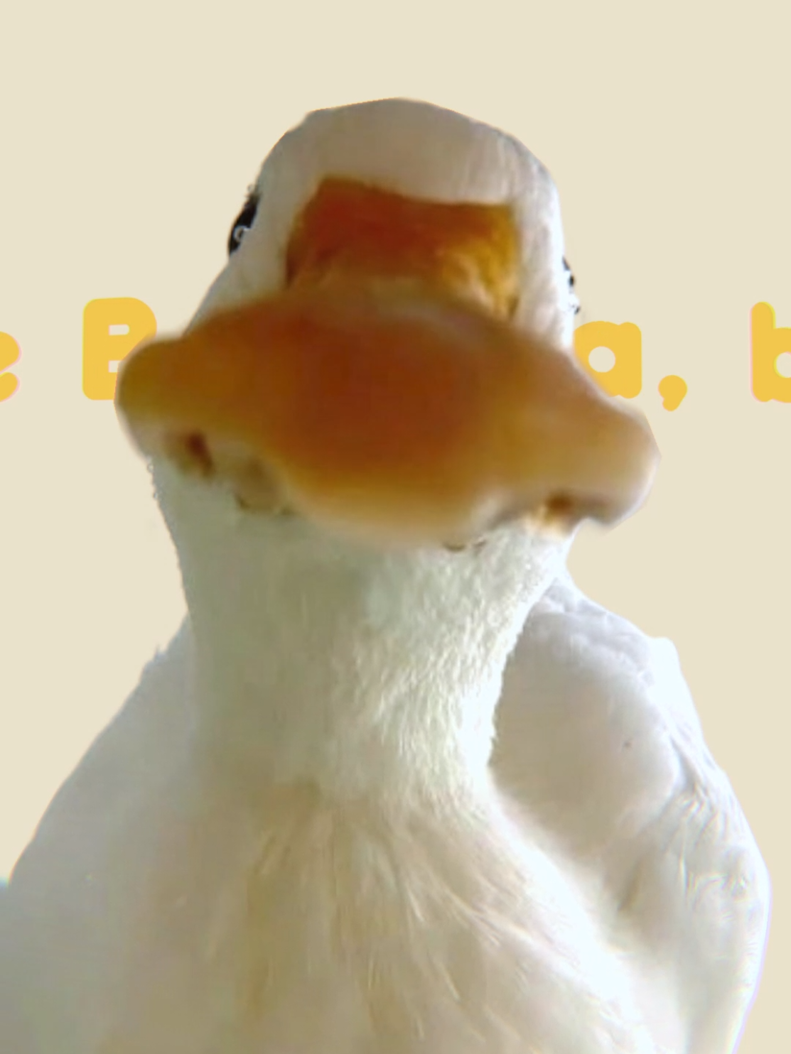 BANANABANANABANANA terracotta pie #duck #fyp #lyrics #musicanimation #catanimation 