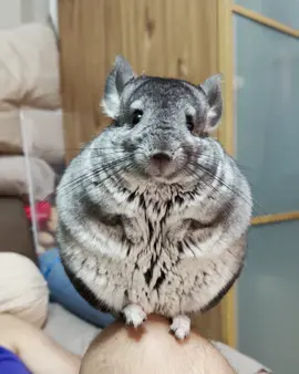 Churro: “Lol—caught me chillin’ on my knee-throne. 🐹👑😂” #churrochatter #chinchilla #cutepets #petprincess #kneetime 