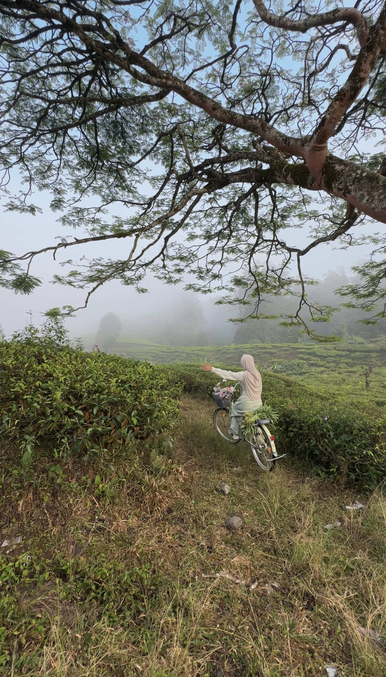 Jatuh cinta pada alam tak pernah bisa kujabarkan sepenuhnya. Langit, bunga, daun, pohon, hingga tetesan embun — setiap detailnya terasa sempurna. Aku belajar menerima setiap keadaan, cuaca, dan waktu. Sebab alam selalu indah dalam segala keadaan, dan tak ada yang lebih tulus daripada apa yang ia hadirkan. 🌿 Ini bukan cuma tentang “alam”, tapi tentang cara aku memandang hidup 🕊️ dan aku sedang bercerita tentang perjalanan hidup & penerimaan diri.  Aku mungkin tak pandai bercerita, tapi biarlah alam yang menyampaikan — dengan pesan-pesan rahasianya yang selalu ada 🌸   #nature #Home 
