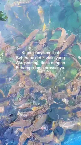 Sess boskuu#peternaklelepemula #peternaklelekonsumsi #budidayalele #lelekonsumsi #farm 