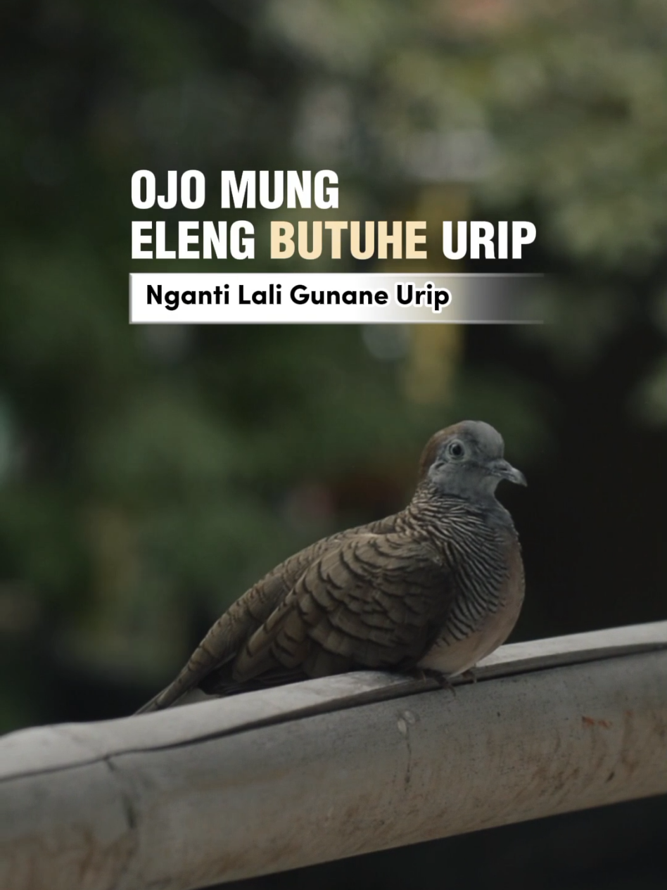 Perkutut Lokal Istimewa #perkutut #affiliatemarketing #affiliate #beranda #fyppppppppppppppppppppppp 