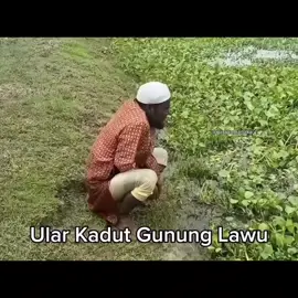 kadutt yang berbisa wok ☠️🗿#anomaliml #MCGG #MagicChessGoGo #MRSS3 #MCGGRisingStars 