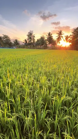 Di sawah-sunset-lagutimur  #anakpetani🌾 #sunset #masukberandafyp #lagutimur #fyp