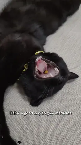 Can you see the first cat? please show it to me 😏😂#cat #funny #lovely #fyp #black 