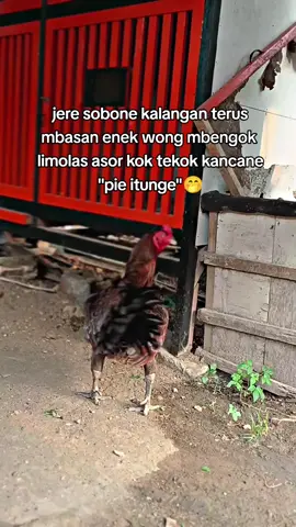 ojo sampek mudeng, timbangane soro😭#salamsatuhobi #fyp 