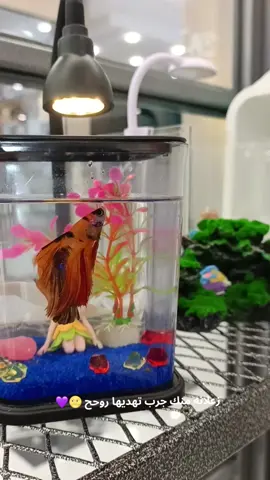 🐠انوفر الاسماك(الفايتر) الزينة  +النباتات الظليه 🪴  والورد الطبيعي 🌷 🚕يتوفر توصيل داخل تلعفر  ⬇️العنوان، تلعفر /شارع الاطفاء/ميديا مول #مشاهدات  #الاسماك  #اكسبلور  #شعب_الصيني_ماله_حل😂😂  #نينوئ 