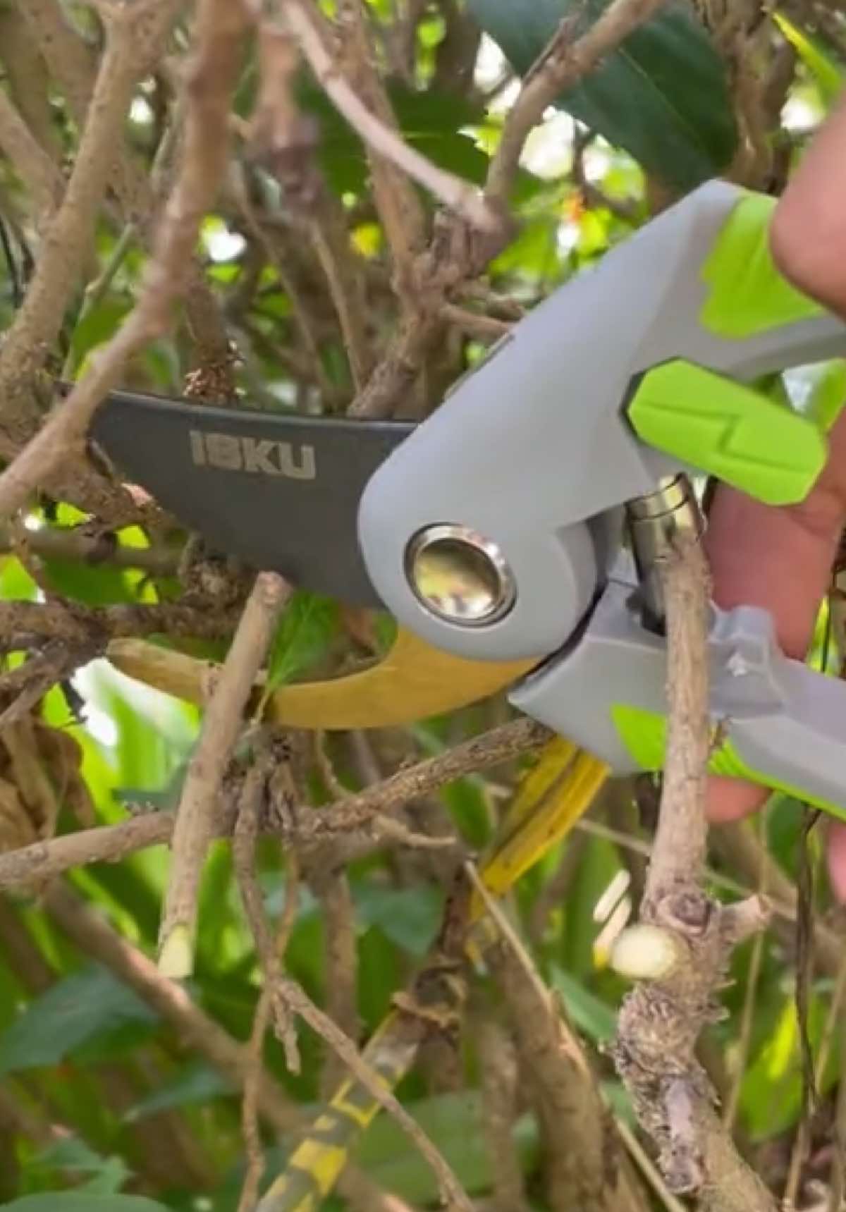 Punya kebun / tanaman rumahan ya wajib banget punya gunting dahan dari merk ISKU ini ✅✅✅ bahan baja dan gagang nyaman di genggam 🔥🔥🔥 #iskutools #kebun #taman 