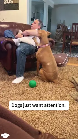 #dog#funnynimals#puppy#funnydogs