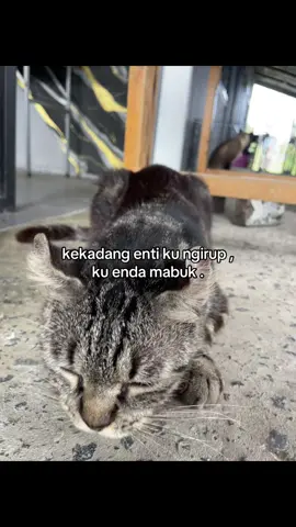 semina ngelu ajak 😌 #ibanquotes#sarawaktiktok 