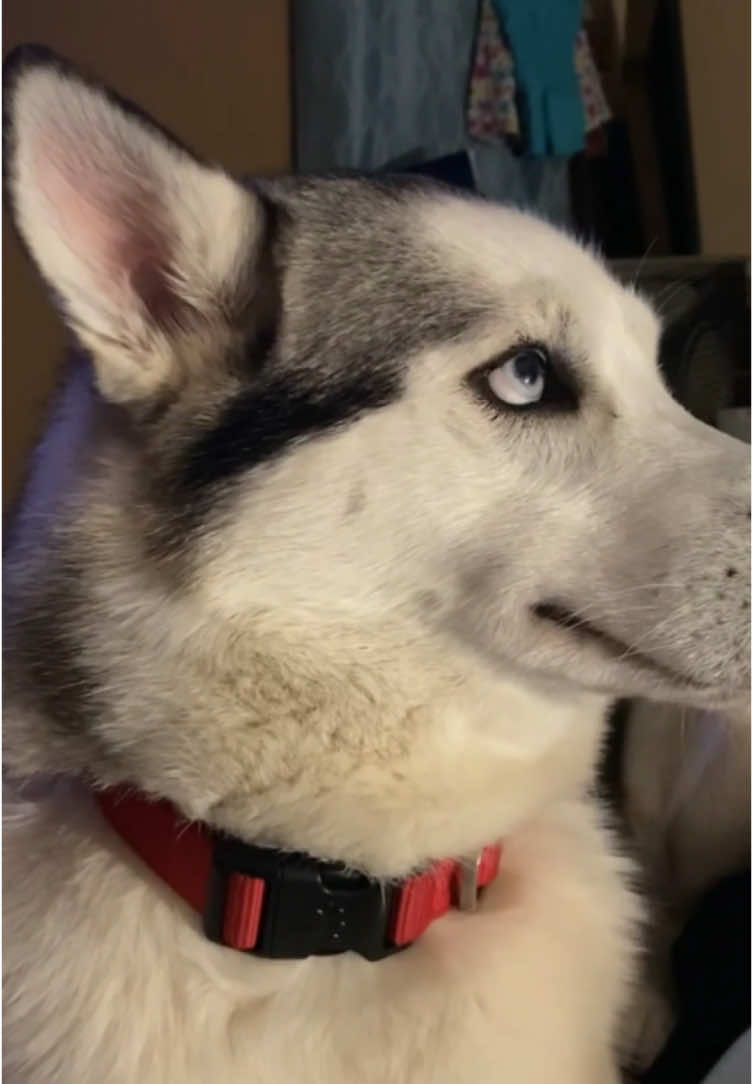 When your dog knows they did something wrong #foryou #funnydog #dogsoftiktok #doglover #funnyvideos #fyp #usa 