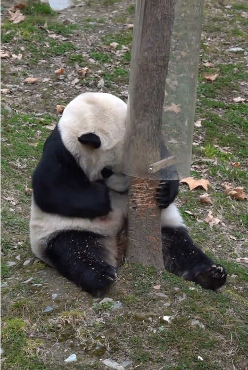 Angry pandas are still cute 🐼#panda #pandasoftiktok #usa #fyp #cuteanimals 