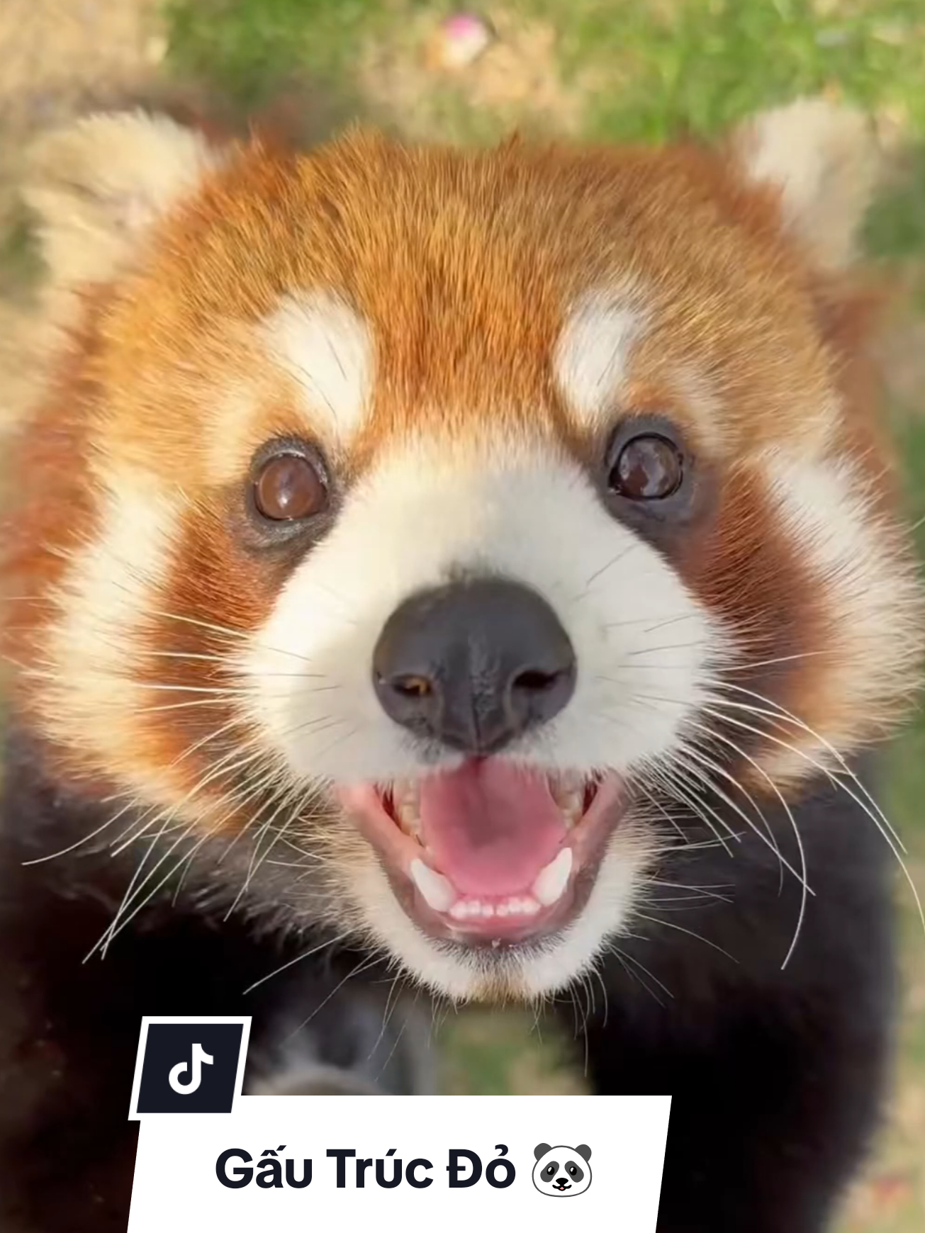 Gấu trúc đỏ siêu siêu đáng yêu 😍 #khampha #kienthuc #thuvi #dongvat #fyp 