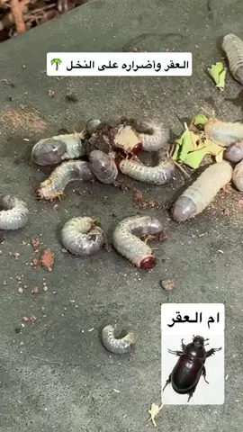 #امراض النخل#